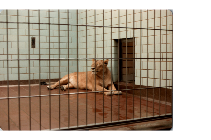 A lioness in a cage