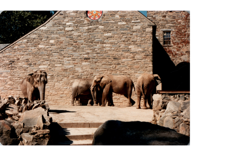 A herd of elephants